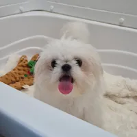 Theodore, a male Maltese and Pekingese for sale in Ocala, FL – Photo 1 of 4