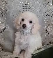 Diamond Girl, a female Poodle - Miniature  for sale in Nashville, TN – 2 of 4
