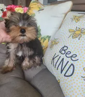 Lenny, a male Yorkshire Terrier for sale in Belleview, FL – 2 of 4
