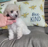 Rosco, a male Poodle - Miniature  for sale in Nashville, TN – 1 of 4