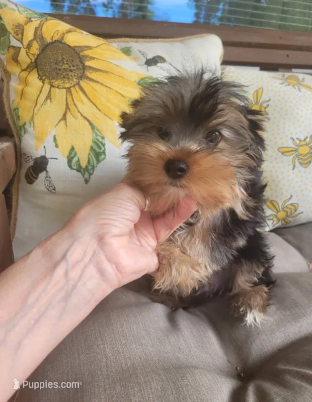 Lenny – Yorkshire Terrier puppy for sale in Mount Juliet, TN