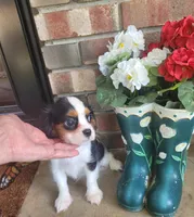 Boots, a male Cavalier King Charles Spaniel for sale in Nashville, TN – 3 of 5