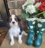 Boots, a male Cavalier King Charles Spaniel for sale in Nashville, TN – 2 of 5