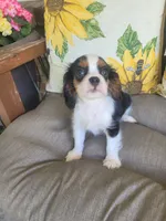 Boots, a male Cavalier King Charles Spaniel for sale in Nashville, TN – 4 of 5
