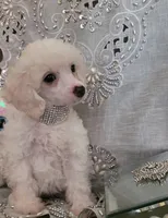 Diamond Girl, a female Poodle - Miniature  for sale in Nashville, TN – 3 of 4