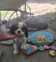 Russ, a male Cavalier King Charles Spaniel for sale in Nashville, TN – 3 of 4