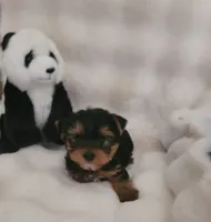 Lenny, a male Yorkshire Terrier for sale in Mount Juliet, TN – 3 of 6