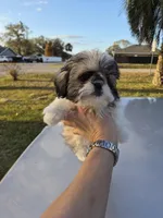 Steffy, a female Pekingese and Shih Tzu for sale in Ocala, FL – Photo 2 of 2
