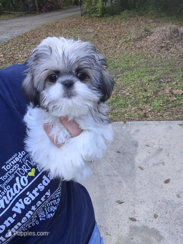 Steffy – Pekingese, Morkie puppy for sale in Ocala, FL