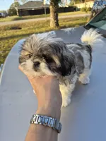 Steffy, a female Pekingese and Shih Tzu for sale in Ocala, FL – Photo 1 of 2