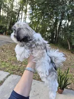 Steffy, a female Pekingese and Morkie for sale in Ocala, FL – Photo 4 of 6