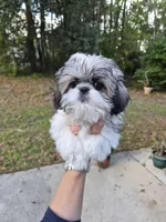 Steffy, a female Pekingese and Morkie for sale in Ocala, FL – Photo 3 of 6