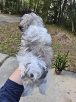 Steffy, a female Pekingese and Morkie for sale in Ocala, FL – Photo 6 of 6