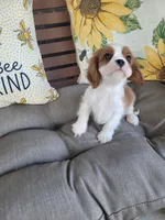 Fredrick, a male Cavalier King Charles Spaniel for sale in Nashville, TN – 4 of 4
