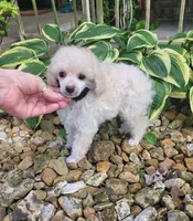 Rosco, a male Poodle - Miniature  for sale in Nashville, TN – 4 of 4