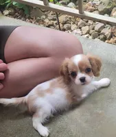 Cassanova, a male Cavalier King Charles Spaniel for sale in Nashville, TN – 4 of 4