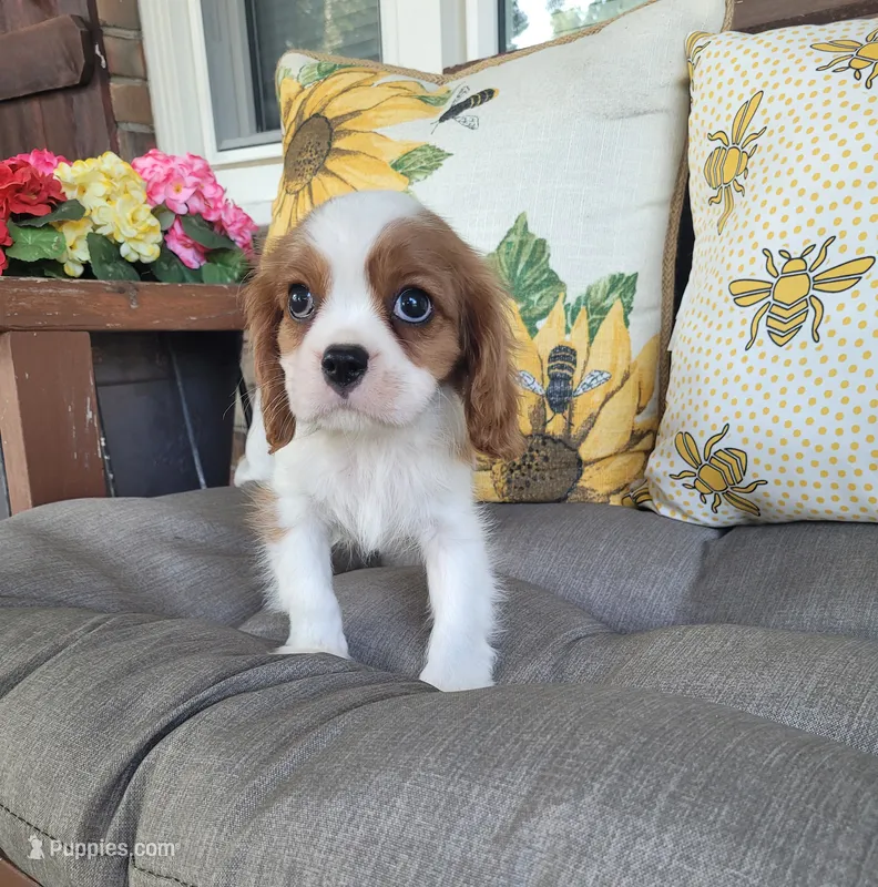 Fredrick – Cavalier King Charles Spaniel puppy for sale in Nashville, TN