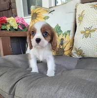 Fredrick, a male Cavalier King Charles Spaniel for sale in Nashville, TN – 1 of 4