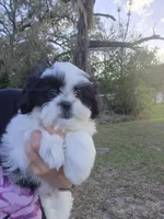 Stephen , a male Pekingese and Shih Tzu for sale in Ocala, FL – Photo 1 of 4