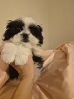 Stephen , a male Pekingese and Shih Tzu for sale in Ocala, FL – Photo 4 of 4