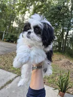 Stephen , a male Pekingese and Morkie for sale in Ocala, FL – Photo 2 of 5