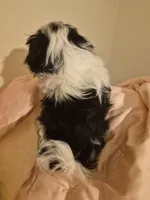 Stephen , a male Pekingese and Shih Tzu for sale in Ocala, FL – Photo 3 of 4