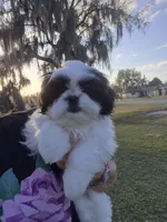 Stephen , a male Pekingese and Shih Tzu for sale in Ocala, FL – Photo 2 of 4