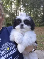 Stephen , a male Pekingese and Morkie for sale in Ocala, FL – Photo 1 of 5
