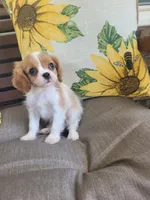Cassanova, a male Cavalier King Charles Spaniel for sale in Nashville, TN – 1 of 4