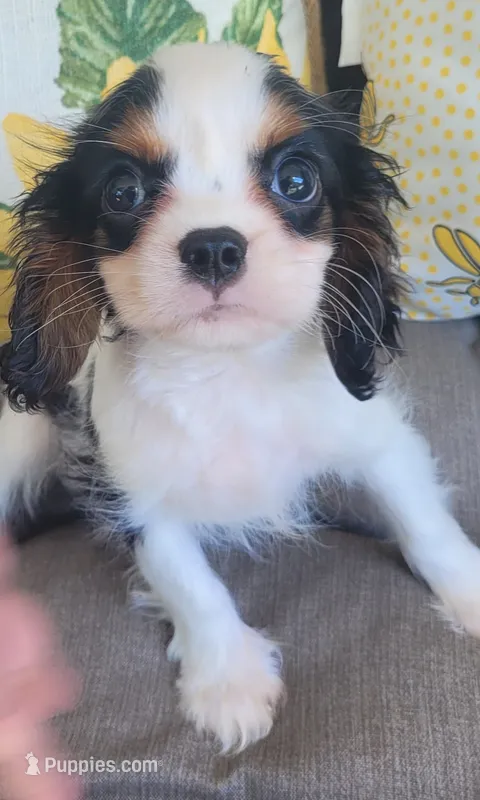 Russ – Cavalier King Charles Spaniel puppy on hold in Nashville, TN