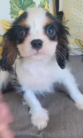 Russ, a male Cavalier King Charles Spaniel for sale in Nashville, TN – 1 of 4