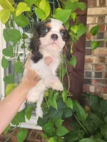 Russ, a male Cavalier King Charles Spaniel for sale in Nashville, TN – 4 of 4