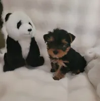 Lenny, a male Yorkshire Terrier for sale in Mount Juliet, TN – 4 of 6