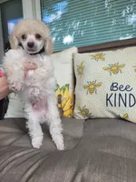 Rosco, a male Poodle - Miniature  for sale in Nashville, TN – 3 of 4