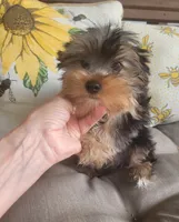 Lenny, a male Yorkshire Terrier for sale in Belleview, FL – 3 of 4