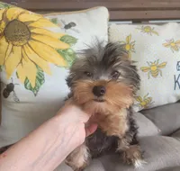 Lenny, a male Yorkshire Terrier for sale in Belleview, FL – 4 of 4