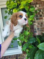 Fredrick, a male Cavalier King Charles Spaniel for sale in Nashville, TN – 3 of 4