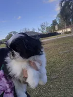 Cricket , a male Pekingese and Shih Tzu for sale in Ocala, FL – Photo 2 of 2