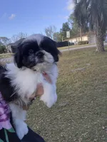 Cricket , a male Pekingese and Shih Tzu for sale in Ocala, FL – Photo 1 of 2