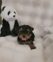 Lenny, a male Yorkshire Terrier for sale in Mount Juliet, TN – 2 of 6