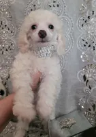 Diamond Girl, a female Poodle - Miniature  for sale in Nashville, TN – 4 of 4
