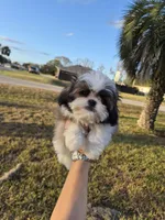 Scott, a male Pekingese and Shih Tzu for sale in Ocala, FL – Photo 1 of 3