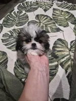 Scott, a male Pekingese and Shih Tzu for sale in Ocala, FL – Photo 3 of 3