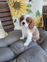 Fredrick, a male Cavalier King Charles Spaniel for sale in Nashville, TN – 2 of 4