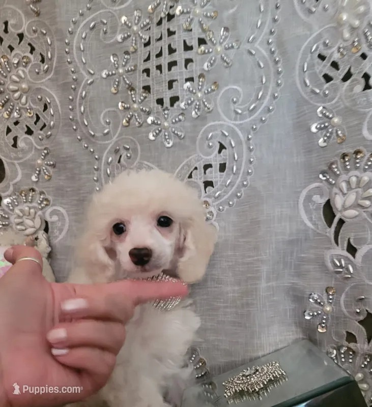 Diamond Girl – Poodle - Miniature  puppy for sale in Nashville, TN