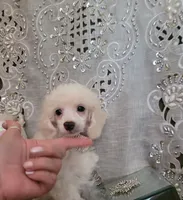Diamond Girl, a female Poodle - Miniature  for sale in Nashville, TN – 1 of 4