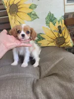 Cassanova, a male Cavalier King Charles Spaniel for sale in Nashville, TN – 2 of 4