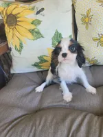 Russ, a male Cavalier King Charles Spaniel for sale in Nashville, TN – 2 of 4