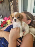 Cassanova, a male Cavalier King Charles Spaniel for sale in Nashville, TN – 3 of 4