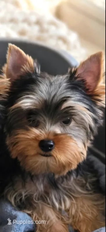 Lenny – Yorkshire Terrier puppy for sale in Belleview, FL